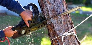 Professional Tree Care Services in Bemiss, GA