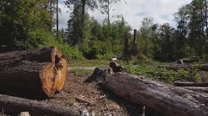 Best Firewood Processing and Delivery  in Bemiss, GA