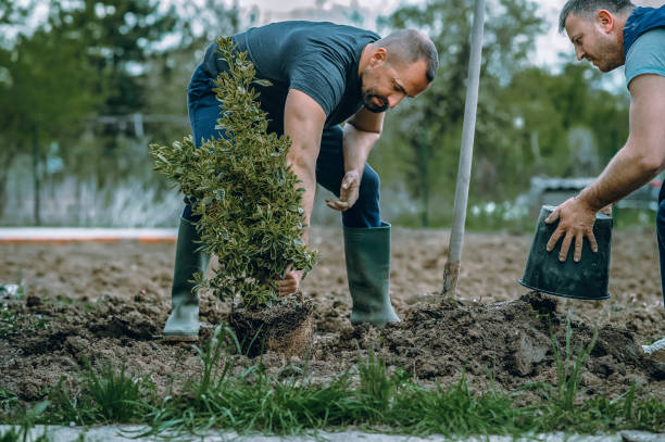 Best Tree Trimming and Pruning  in Bemiss, GA